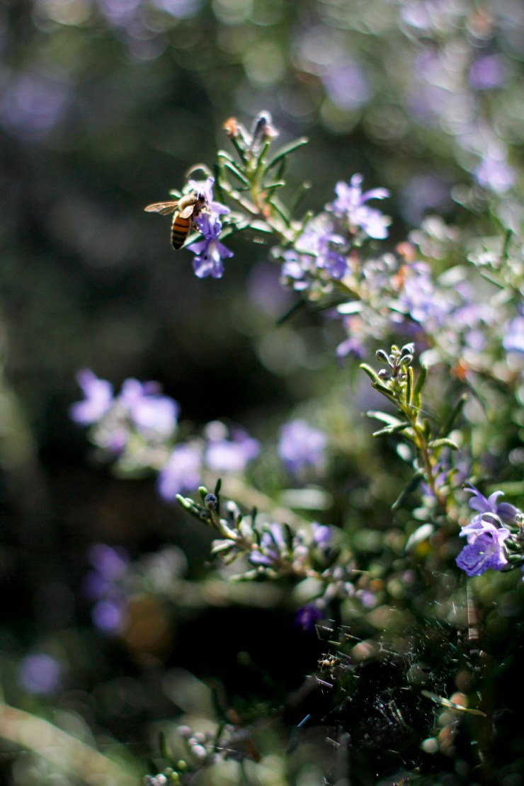 food.nespresso022413Latino017