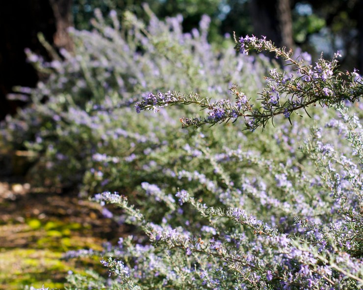 food.nespresso022413Latino018