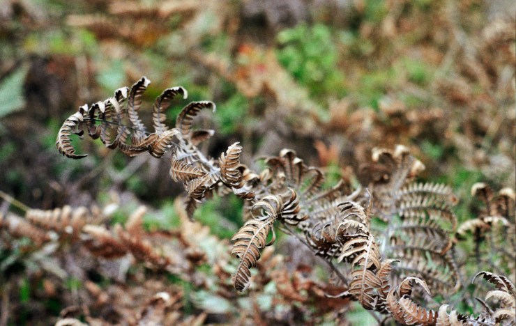 Autosave-File vom d-lab2/3 der AgfaPhoto GmbH